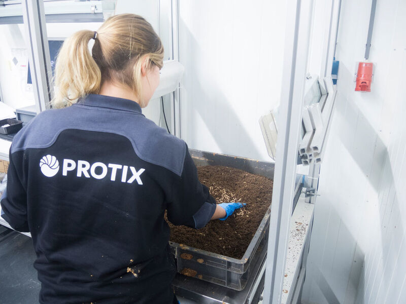 Insektenverarbeitung im Hause Protix (Protix)