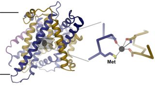 Struktur des Eisentransportproteins: Der Blick ist parallell zur Membran (schwarze Linie). Eine vergrösserte Ansicht der Ionenbindungsstelle mit gebundenem Fe2+ Ion (rechts) zeigt die Interaktion des Ions mit konservierten Proteinresten. Die Methionin-Seitenkette, die entscheidend zur Selektivität der Bindungsstelle beiträgt, ist markiert (Met). (Bild: UZH)