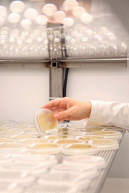 Abb. 1: Kieselalgen auf Nährmedium(Bild:  Phaeosynt GmbH)