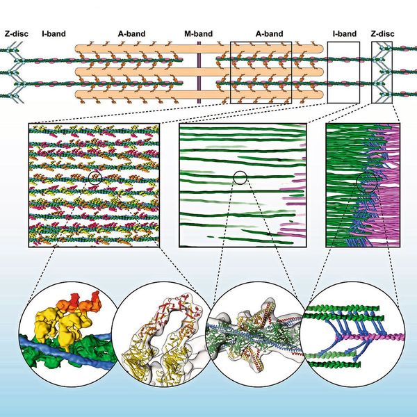 Organisation des Sarkomers auf molekularer Ebene.   Erste Zeile zeigt eine schematische Darstellung des Sarkomers.    Die zweite Zeile zeigt die dreidimensionale Organisation des Sarkomers und die Plastizität auf molekularer Ebene (dünne Filamente: grün, rosa, a-Actinin: blau).    Die dritte Reihe zeigt die Interaktion der Muskelproteine im Detail.    Die ersten beiden Blasen zeigen die Interaktion der Myosinköpfe (gelb, orange, rot) mit Aktin (grün). Die dritte Blase v. l. zeigt Details von Aktin, Tropomyosin und Troponin im A-Band. Die letzte Blase (rechts) zeigt das unregelmäßige Geflecht von a-Actinin (blau), das Aktinfilamente (grün, rosa) in der Z-Scheibe vernetzt.  (Bild: MPI f. molekulare Physiologie)