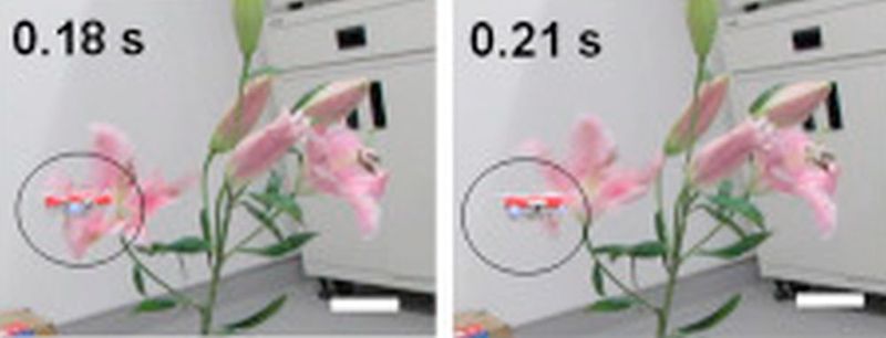 Bienendrohne des AIST: Bienendrohne (Kreis) im Anflug auf eine Blume (Bild: Aist)