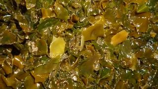 Der Seetang „Ascophyllum nodosum“ ist eine der zwei Arten aus denen die Forscher des Fraunhofer IVV ein Pulver gewinnen, das Lebensmitteln als Salzersatz zugegeben werden kann. (Fraunhofer IVV)