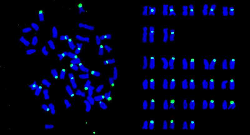 Fluorescent signals indicate that the half of the chromosomes in the somatic cells of female clones are derived from type B (green signals). (Kuroda M. et al., Chromosome Research, June 7, 2018) (Hokkaido University)