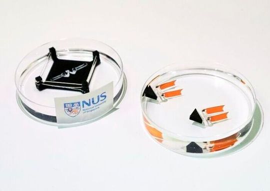 Inspired by arm-wrestling, the NUS team built a self-training platform (left) where two rings of muscle tissues continuously and autonomously pull against each other. Ostrabot (right), made from a single trained ring of muscle and two flexible tails, swims 3 times faster than counterparts with conventionally cultured muscle.(Source:  National University of Singapore)