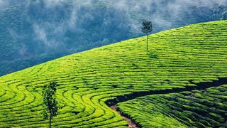 Abb. 1: Tee, der in der vom Monsun geprägten Regenzeit geerntet wurde, ist weniger aromatisch und weist mehr Fehlgeschmack auf als ein im Frühjahr geernteter Tee. (© f9photos/Fotolia.com)