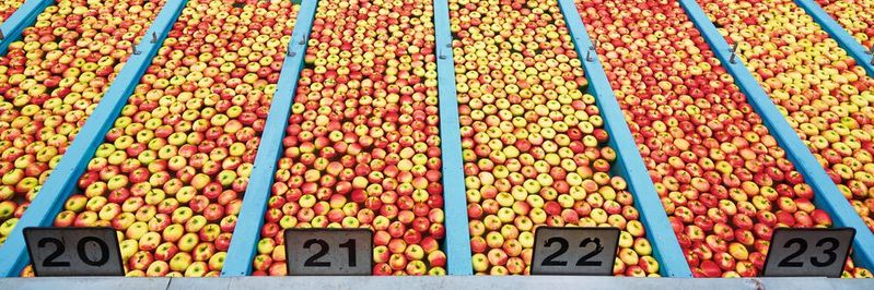 Ein Blick hinter die Kulissen der BayWa ist nicht nur für Apfelliebhaber, sondern auch aus produktionstechnischer Sicht spannend: In der Sortieranlage reisen die Früchte sanft auf Wasserstraßen. Ein Blick hinter die Kulissen der BayWa ist nicht nur für Apfelliebhaber, sondern auch aus produktionstechnischer Sicht spannend: In der Sortieranlage reisen die Früchte sanft auf Wasserstraßen.