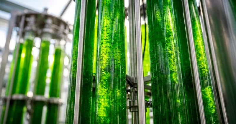 Researchers have developed a low-energy way to distribute sunlight more evenly throughout algae cultivation systems.(Source:  Michigan State University)