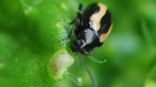 Obwohl Kohlerdflöhe mit ihren Beißwerkzeugen das Pflanzengewebe verletzen, greift die pflanzliche Verteidigung in Form der Senföl-Bombe bei diesen Tieren nicht. (Bild: Christian Ulrichs, Humboldt-Universität zu Berlin)
