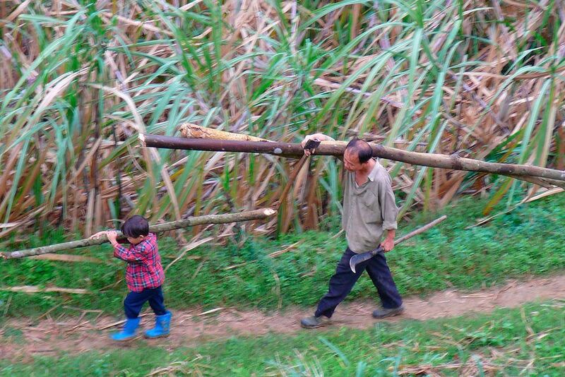 Vater und Sohn in einem chinesischen Dorf im Landkreis Tianlin (China) tragen Feuerholz aus dem angrenzenden Wald zusammen. (Nick Hogarth, CIFOR)