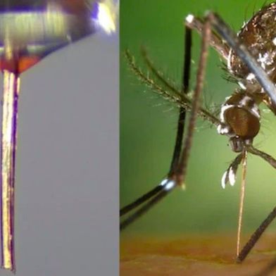 Der Stechrüssel einer toten weiblichen Stechmücke kann als biologisch abbaubare Mikro-Düse für hochauflösenden 3D-Druck dienen. (Bild: Scientific Advances)