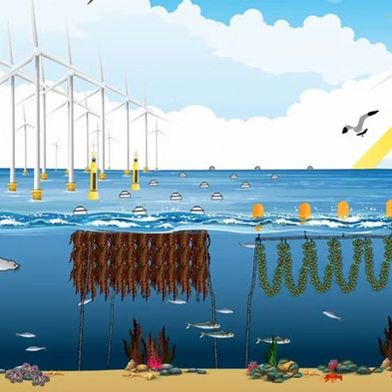 win-40sea-vattenfall-offshore-windkraft-algenanbau-muscheln-699x393v1 (Bild: Vattenfall)