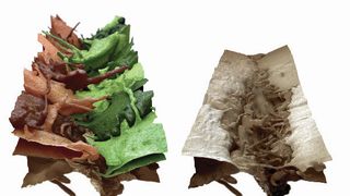 Aufsicht auf 17 Hautzellen, die gerade eine Hautöffnung verschließen. Die Membranen sind in Schattierungen von braun und grün dargestellt, damit einzelne Zellen sichtbar werden. Die Hautzellen entwickeln eine unglaubliche Flexibilität ihrer Membran, um den gegenüberliegenden Nachbarn zu finden. (Bild: Universität Frankfurt)