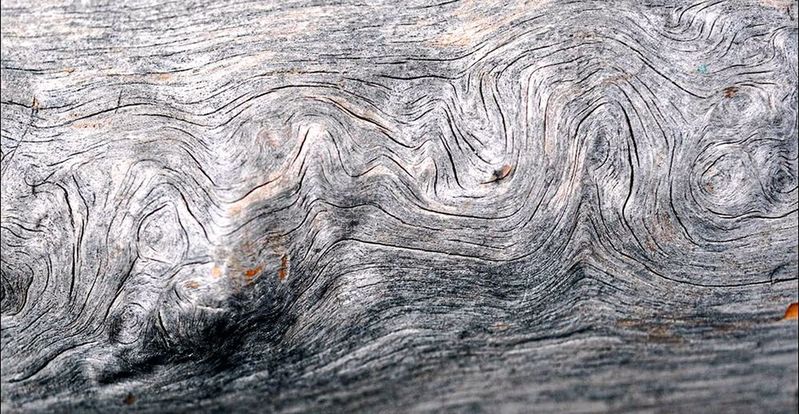 Auch in festen Körpern gibt es Wirbel des Verschiebungsfeldes, wie die Formoptimierungs-Experten vom KIT – wie üblich anhand anschaulicher Bilder – erklären. Das Bild zeigt wirbelartige Faserverläufe über einem Radialriss im Kiefernast.(Bild:  Mattheck)