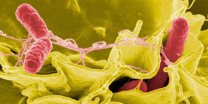 Multiresistente Krankheitserreger wie Escherichia coli, Pseudomonas aeruginosa und Salmonella typhimurium stellen eine gefährliche Belastung für das Gesundheitswesen dar. (Symbolbild)