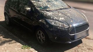 Ford sagt Vogelkot auf Autos den Kampf an. (Bild: Privat)