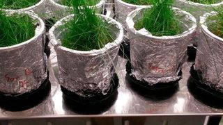 Asbestabfälle können durch landwirtschaftliche Bodenbearbeitung fein verteilt werden. Mittels gezieltem Einsatz von Pflanzen könnte der Abbau des gefährlichen Materials beschleunigt werden. (Bild: Universität Wien)