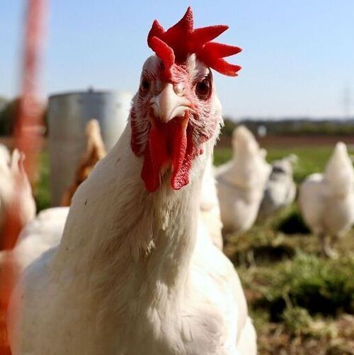 Broiler chickens roaming outside. (Source:  Finn Mund on Unsplash)