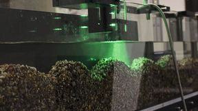 Mithilfe der Fließrinne (Flume) haben Forschende der Uni Bayreuth natürliche Flussbedingungen simuliert und so das Verhalten von verschiedenförmigen Mikroplastikteilchen studiert. (Bild: UBT)