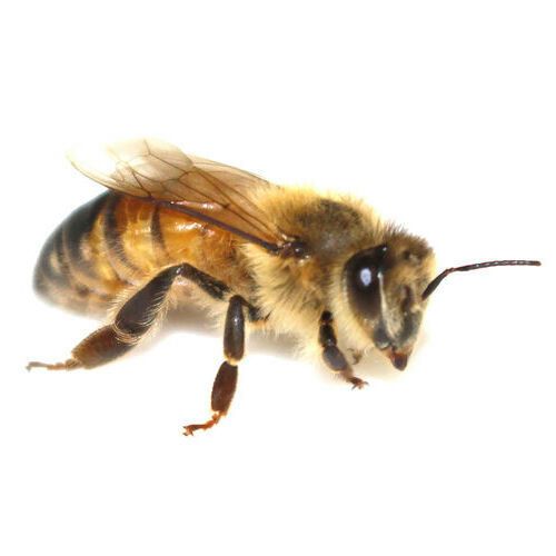 European honey bee worker. The researchers studied honey bees exhibiting different behaviors: foragers, nurse bees, and queens. European honey bee worker. The researchers studied honey bees exhibiting different behaviors: foragers, nurse bees, and queens.