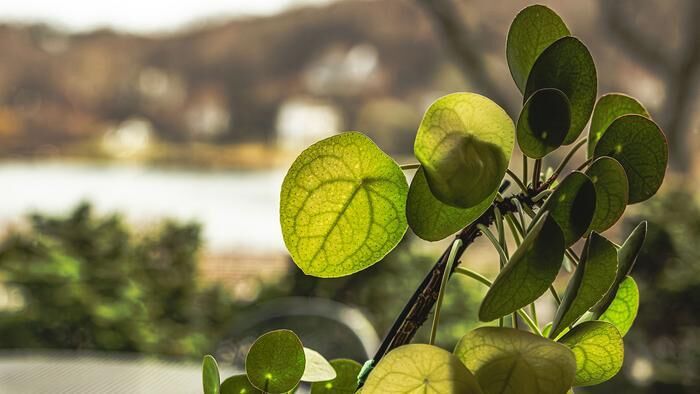 The Chinese money plant, seen here against the backdrop of Cold Spring Harbor, is helping CSHL biologists uncover the mathematical formulas underlying nature itself. (Source:  Nick Wurm/ CSHL)