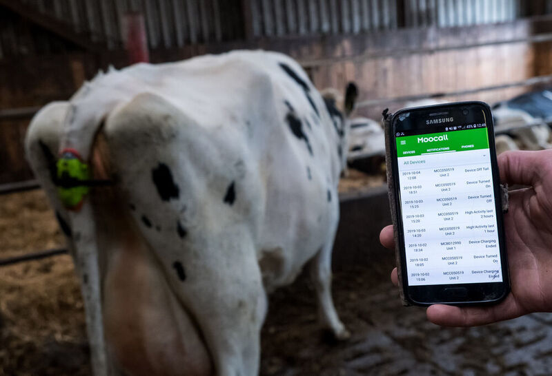 Eine Kuh trägt einen sogenannten „Moocall“-Sensor am Schwanz, der bei einer trächtigen Kuh vor der Geburt einen Alarm per SMS auslöst. Der Landwirt zeigt auf seinem Smartphone die dazugehörige App. Experten sprechen von einer Revolution in der Landwirtschaft. Mit digitaler Technik sollen gleich mehrere Fliegen mit einer Klappe geschlagen werden: eine Arbeitserleichterung für Landwirte und mehr Umweltschutz.  (Daniel Bockwoldt/dpa)