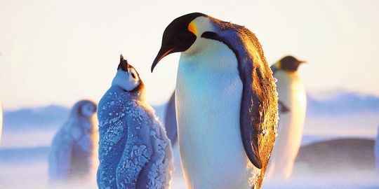 Junge Kaiserpinguine nehmen bis jetzt noch kein Mikroplastik durch ihre Nahrung auf. Junge Kaiserpinguine nehmen bis jetzt noch kein Mikroplastik durch ihre Nahrung auf.