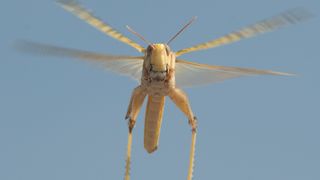Die Sonne weist den Weg: Heuschrecke im Flug. (Bild: Dr. Keram Pfeiffer / Philipps-Universität)