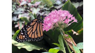 Monarchfalter (Danaus plexippus) an einer Seidenpflanze der Gattung Asclepias. Die auf diese Wirtspflanzen spezialisierten Pflanzenfresser nehmen Pflanzengifte mit ihrer Nahrung auf und speichern sie in ihrem Körper. Mit ihrer grellen Färbung signalisieren sie ihren Fressfeinden, dass sie ungenießbar sind. Die Einlagerung von Pflanzengiften ist aber auch für diese Art physiologisch kostspielig. (Bild: Hannah Rowland)
