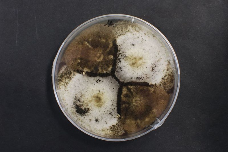 Dank der neuen Produktionsmethode der Forscher, soll Aconitsäure aus Schimmelpilzen – wie Aspergillus niger – vor allem für die chemische Industrie interessant werden.  (acib)