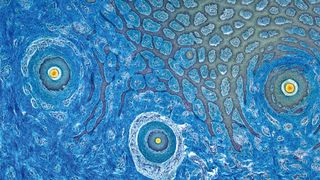 Das französische Labor Histalim führt, wie hier anhand von Schweinefleisch dargestellt, histologische Lebensmittelanalysen durch. (Archiv: Vogel Business Media)