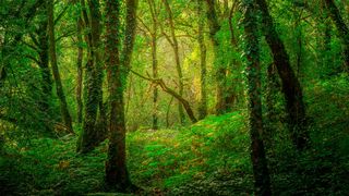 Ergebnisse einer aktuellen Studie bestätigen Hinweise auf einen fortschreitenden Rückgang von Insekten auch in naturnahen Ökosystemen. (Bild: Fotoschlick - stock.adobe.com)