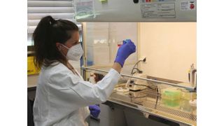 Anja Ramsperger untersucht, ob Mikroplastikpartikel biologische Barrieren im Zellkulturmodell überwinden können. (Bild: UBT / Chr. Wißler)