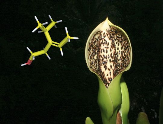 Syngonium Infloreszenz mit Substanz: Blütenstand von Syngonium hastiferum mit den bestäubenden Weichwanzen, angelockt durch den bisher unbekannten Blütenduftstoff Gambanol, benannt nach der Tropenstation La Gamba in Costa Rica, wo das neue Bestäubungssystem entdeckt wurde Syngonium Infloreszenz mit Substanz: Blütenstand von Syngonium hastiferum mit den bestäubenden Weichwanzen, angelockt durch den bisher unbekannten Blütenduftstoff Gambanol, benannt nach der Tropenstation La Gamba in Costa Rica, wo das neue Bestäubungssystem entdeckt wurde