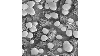 Elektronenmikroskopische Aufnahme des gesunden, murinen Lungenepithels in 2000x Vergrößerung.  (Bild: Dr. Ingrid Weichenmeier/ZAUM)