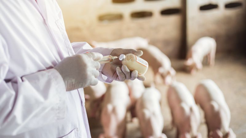 Mehr als 4.800 Meldungen unerwünschter Ereignisse beim Einsatz von Tierarzneimitteln werden im Pharmakovigilanzreport 2025 aufgeführt.(Bild:  Indy  Studio - stock.adobe.com)