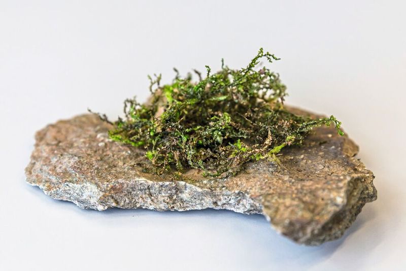 Das Lebermoos Radula perrottetii enthält eine dem THC verwandte Substanz. ((c) Stefan_Fischer)