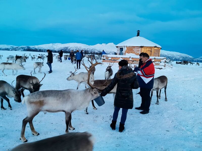 Live-Fütterung auf einer samischen Rentierfarm (Aetka)