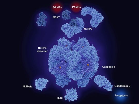 Die Aktivierung des so genannten NLRP3-Inflammasoms führt zu entzündungsfördernder Sekretion von Botenstoffen (Zytokin) sowie zu Pyroptose, einer entzündungsbasierten Variante des programmierten Zelltods.(Bild:  © Juan Gärtner - stock.adobe.com)