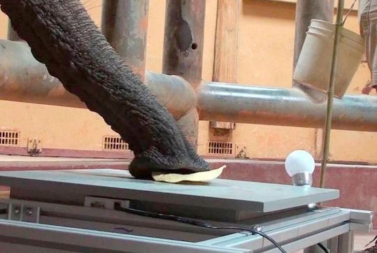 Wer nicht gut sieht, sollte zumindest gut ertasten können. Und das kann der Elefant mit seinem haarigen Rüssel auch ziemlich gut und sensibel. Forscher aus Stuttgart haben sich deshalb überlegt, ob man dieses Greifsystem nicht als neue Technik für Roboter umsetzen kann ...(Bild:  Zoo Magic)