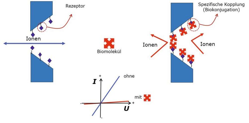 Schema des Messprinzips: Querschnitt der konischen Nanopore, durch die der Ionenstrom (in blau) fließt. Rechts. Bei Gegenwart des zu messenden Biomoleküls kommt es zu einer spezifischen Reaktion mit der funktionalisierten Nanopore mit einer Reduktion des Ionenstroms (in rot). Aus den Strom/Spannungskurven (unten Mitte) lässt sich die Menge an Biomolekül ablesen.  (TU Darmstadt)