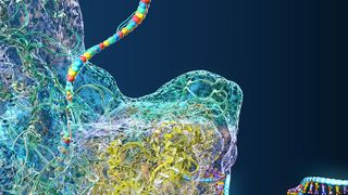 die Tranlation wird von Ribosomen und Transfer-RNAs (tRNAs) durchgeführt. (Symbolbild) (Bild: Christoph Burgstedt - stock.adobe.com)