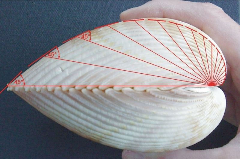 Bild 3:  Die logarithmische Spirale in inkrementeller Darstellung. (Archiv: Vogel Business Media)