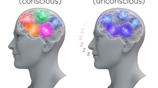 Hochaktiv und gleichgeschaltet: Nervenzellen während der Anästhesie. (Thomas Splettstoesser)