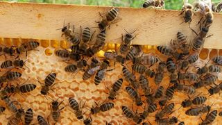 Bienen können in ihrem Bienenstock durch verschiedene Methoden gegen Parasiten kämpfen (© MPI-P )