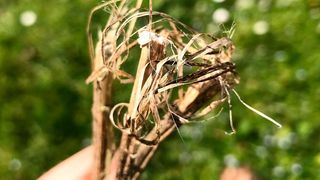 Das ist getrockneter Hanf. Mit dem wird aber kein Unfug getrieben, weil Forschende am DITF Denkendorf daraus lieber Cellulosefasern machen. (RBX Creations)