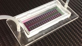 Der neue Mikrolochchip kann 200.000 einzelne Zellen an einer exakten Position fixieren. (© Foto Fraunhofer IBMT)