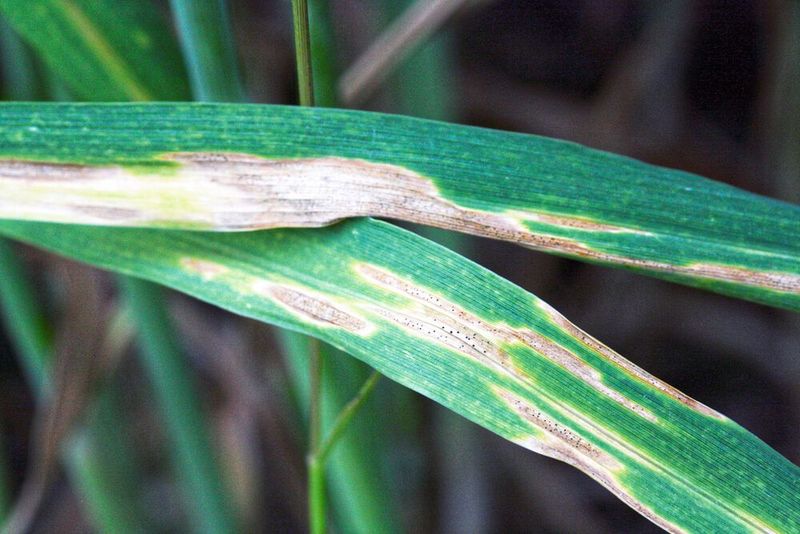 Ein mit dem Pilz Zymoseptoria tritici befallenes Weizenblatt zeigt die typischen Anzeichen der so genannten Blattdürre, die zu drastischen Ernteausfällen führen kann. Bei der Evolution von Parasit und Wirt spielen offenbar bestimmte Proteine eine Rolle.