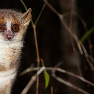 Ein Grauer Mausmaki (Microcebus murinus). Die nachtaktiven Tiere gehören mit
durchschnittlich 60 Gramm Körpergewicht zu den kleinsten Vertretern unter den Primaten.