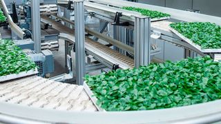 Beim Gemüse- und Blumenzüchter Volmary kennt die übergeordnete Steuerung den Inhalt jedes einzelnen Trays und übermittelt der Kommissionieranlage die Information, zu welcher Kundenorder er gehört. (Trapo)