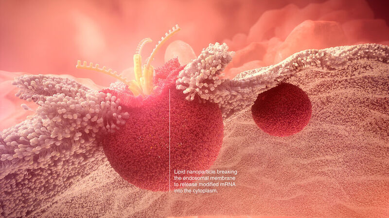 ​Lipi​d nanoparticle breaking the endosomal membrane to release modified mRNA into the cytoplasm. (Astra Zeneca)